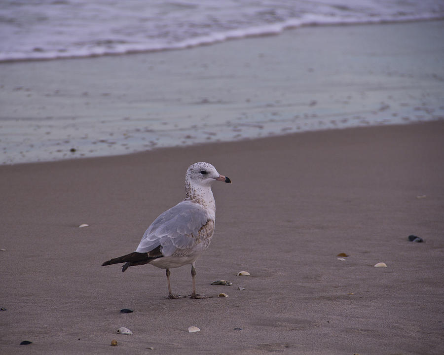 Seagull Photograph - Beach Patrol by Roger Wedegis