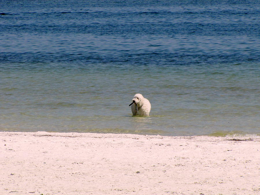 Beach Poodle 2 Photograph by RobLew Photography
