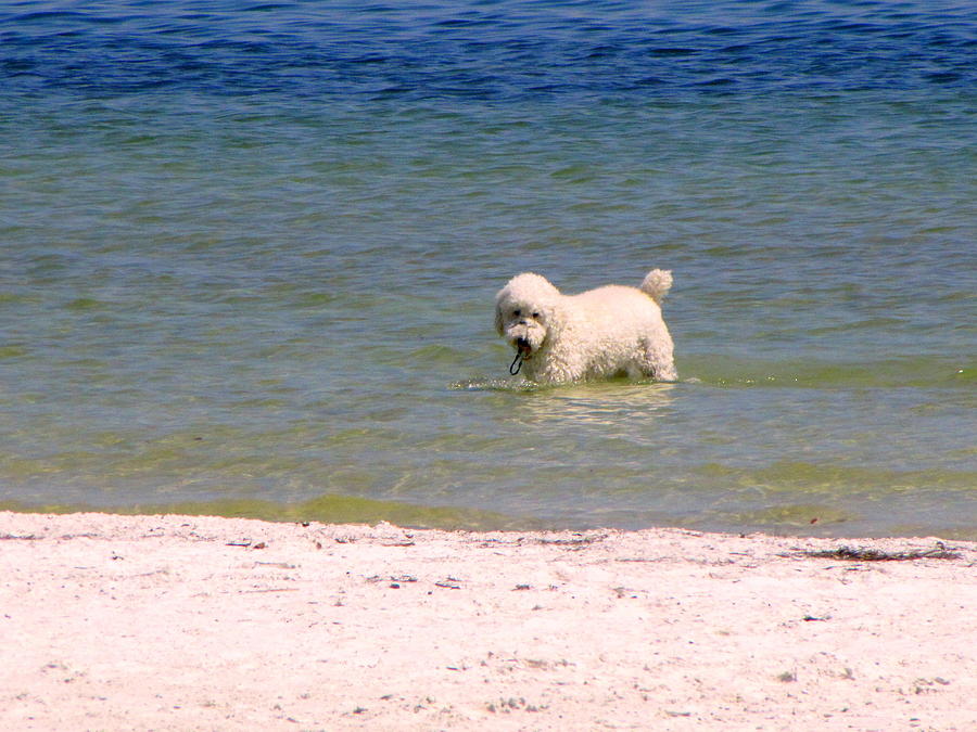 Beach Poodle Photograph by RobLew Photography