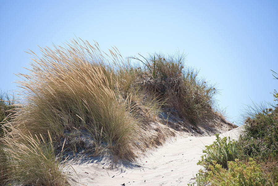 Beach Sand Dunes I Photograph by Michelle Wrighton