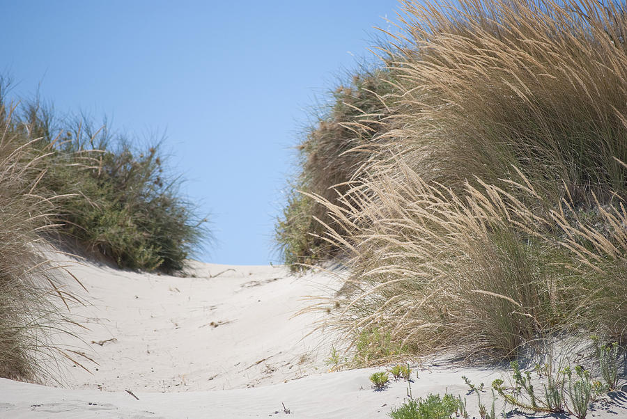 Beach Sand Dunes II Photograph by Michelle Wrighton