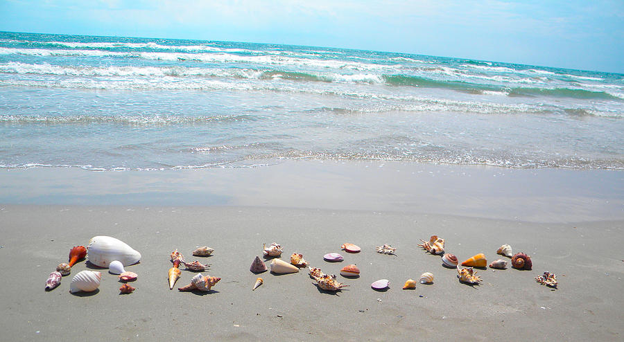 Shell Photograph - Beach by Stacey Robinson