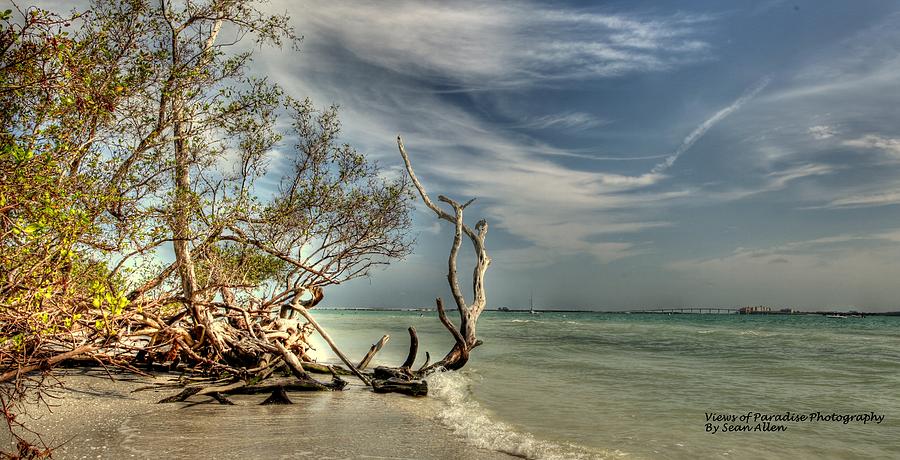 Beach Tree Photograph by Sean Allen