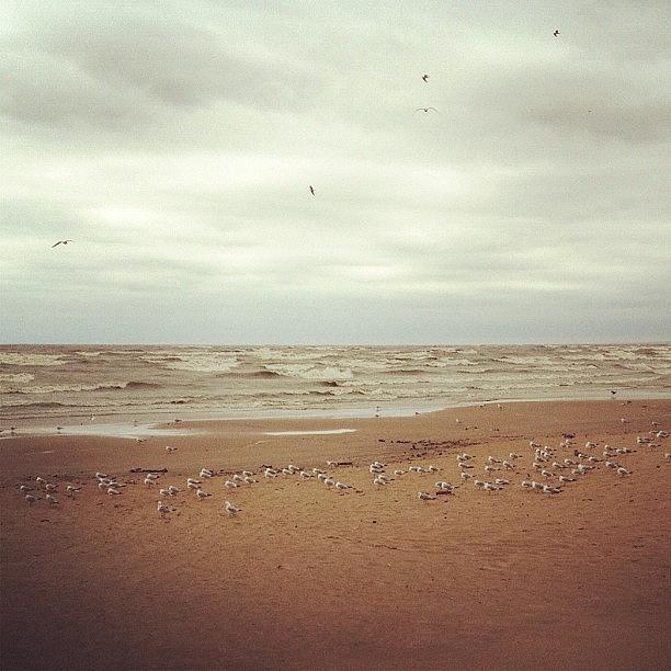 Bird Photograph - #beach #waves #lake #birds #sky by Nolan Marker