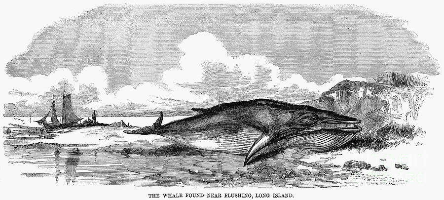 Beach Photograph - Beached Whale, 1859 by Granger