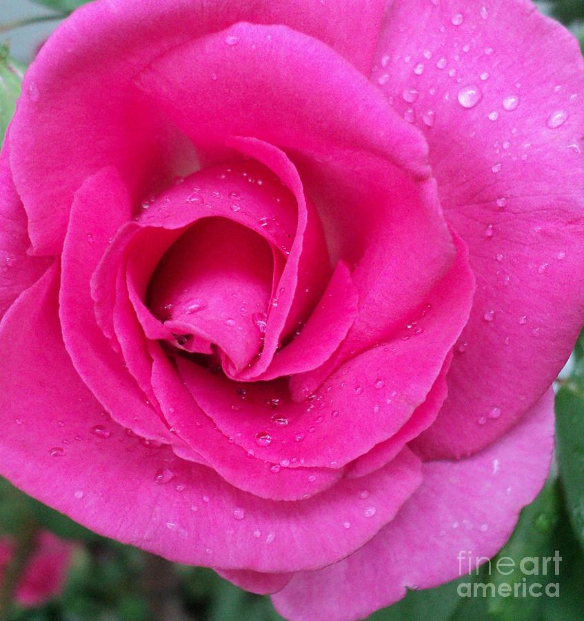 Beaded Pink Rose Blossom Photograph by Padre Art