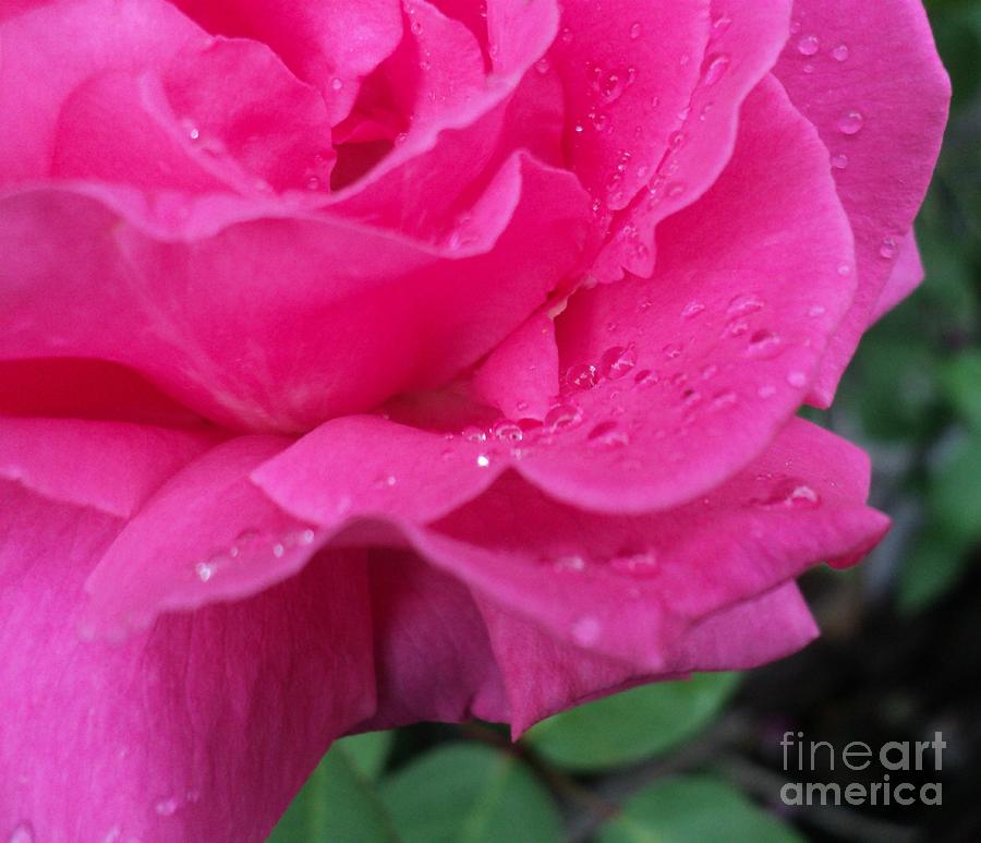 Beaded Pink Rose Petals Photograph by Padre Art