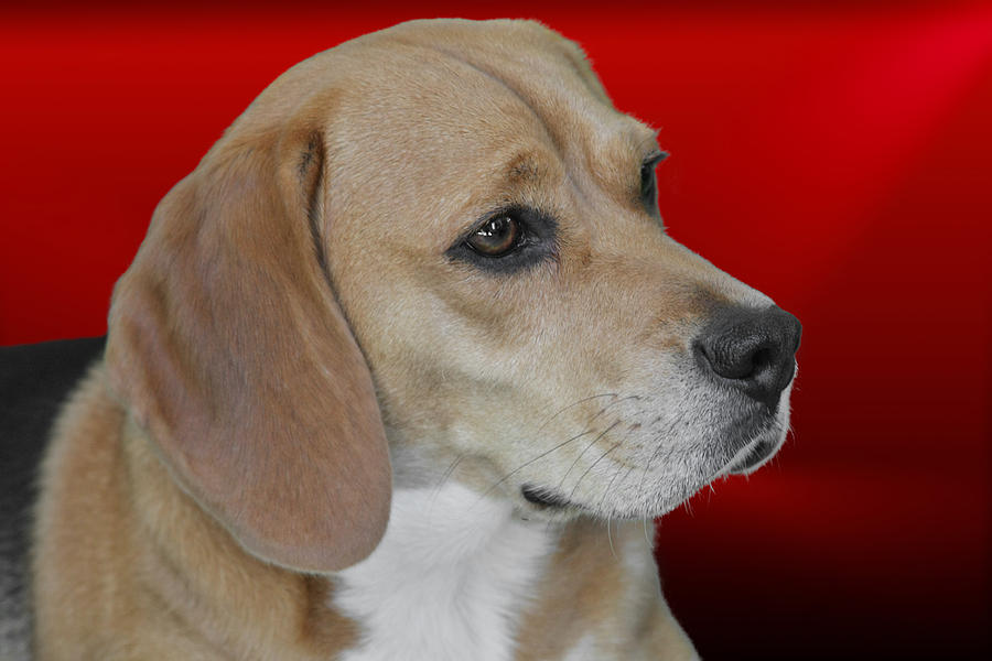 Beagle Photograph - Beagle - A hounds hound by Alexandra Till