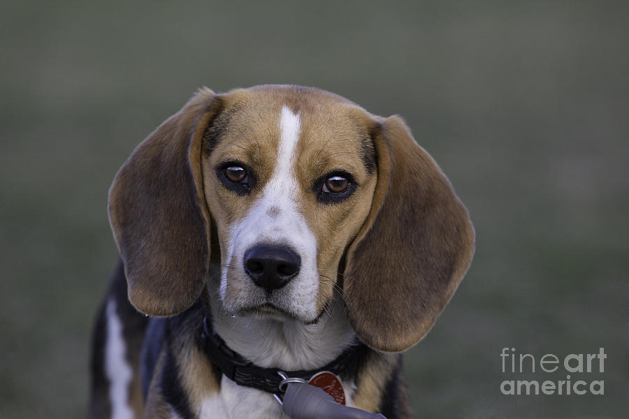 Dog Photograph - Beagle by Darcy Evans