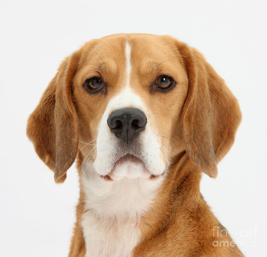 Beagle Dog Photograph by Mark Taylor
