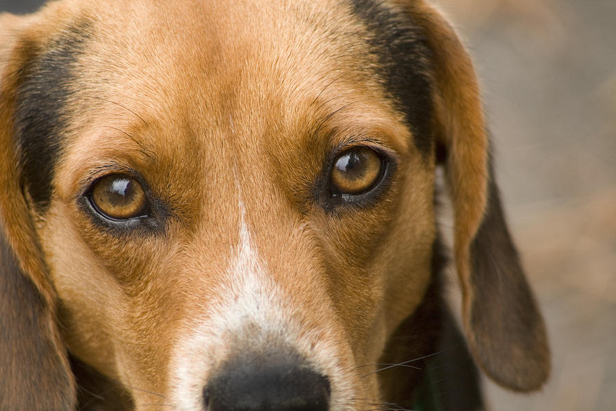 Beagle Hound Dog Eyes of Love Photograph by Kathy Clark