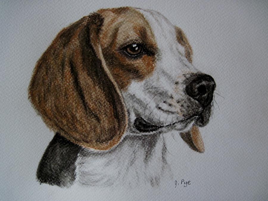 Dog Drawing - Beagle by Joan Pye