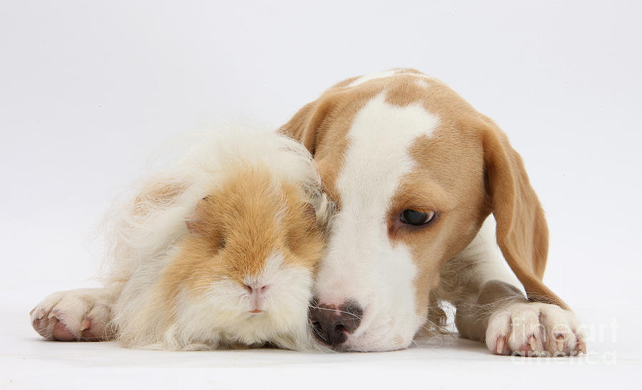 Beagle Pup And Alpaca Guinea Pig Photograph by Mark Taylor