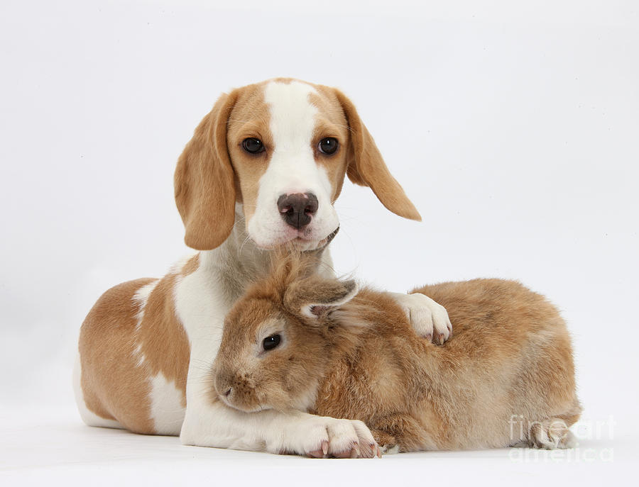 Beagle Pup And Rabbit Photograph by Mark Taylor