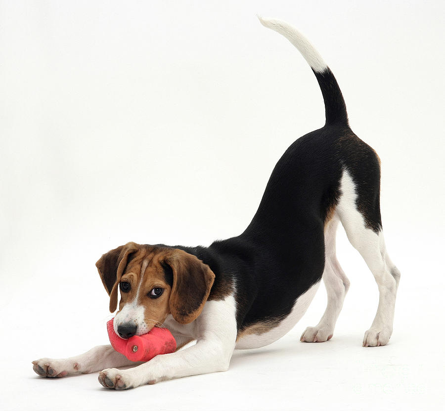 Beagle Pup Photograph by Jane Burton