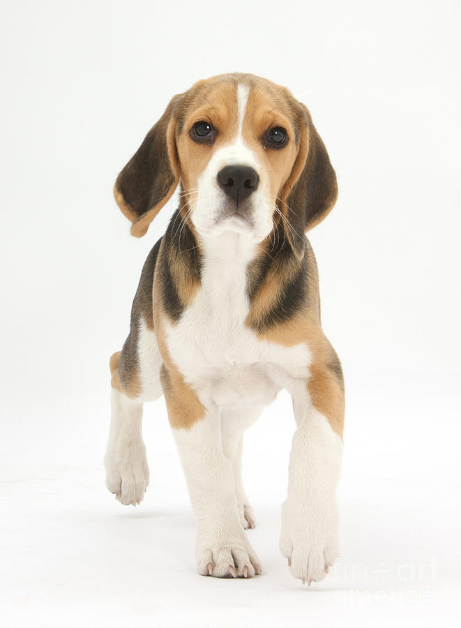 Beagle Pup Photograph by Mark Taylor