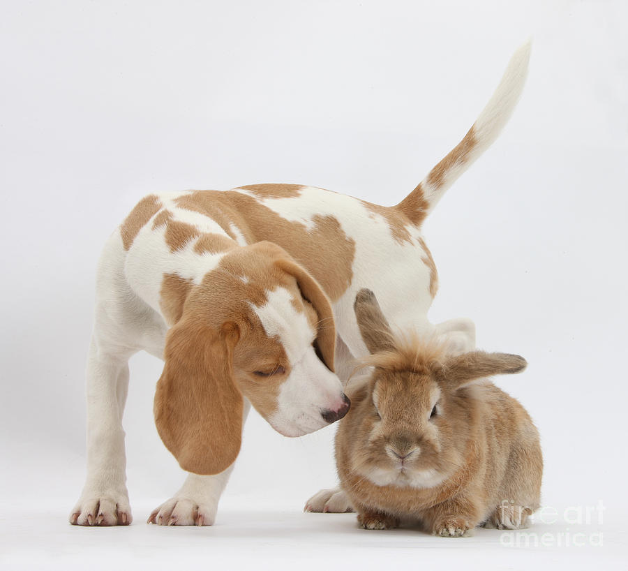 Beagle Pup Sniffing A Rabbit Photograph by Mark Taylor