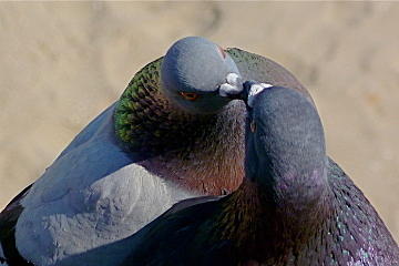 Beak to Beak Photograph by Amelia Racca