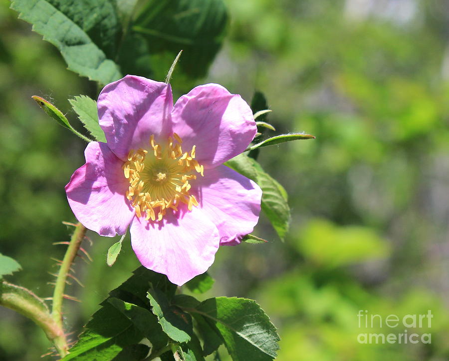 Beaming Wild Rose Photograph by Jim Sauchyn