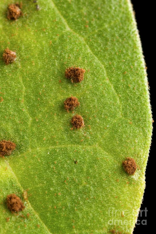 Bean Leaf With Rust Pustules Photograph by Science Source