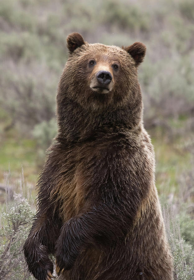 Bear 399 Photograph by Steve Stuller