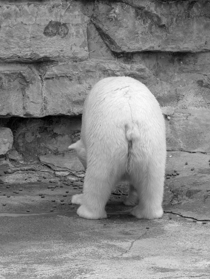 Bear Butt Photograph by Cindy Haggerty
