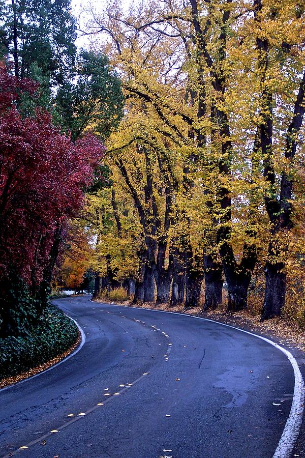 Fall Photograph - Bear Creek Drive by Eric Tressler