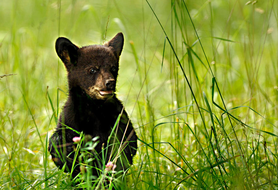 Bear Cub Standing In Clover Photograph by Randall Branham