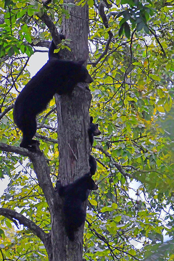 Bear Family in Tree Photograph by Alan Lenk