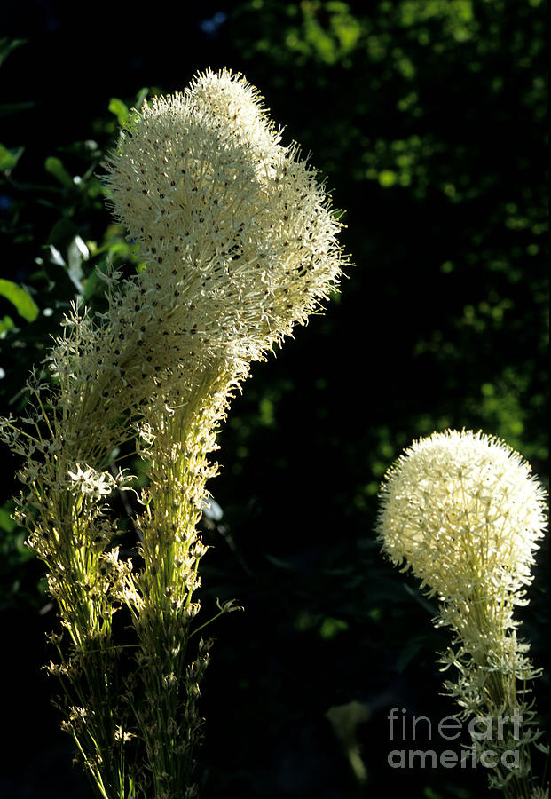 Bear-grass I Photograph by Sharon Elliott