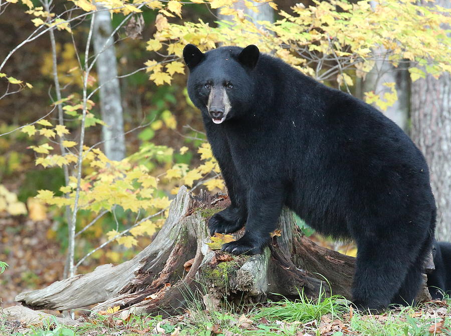 Bear in Autumn Foliage Photograph by Duane Cross