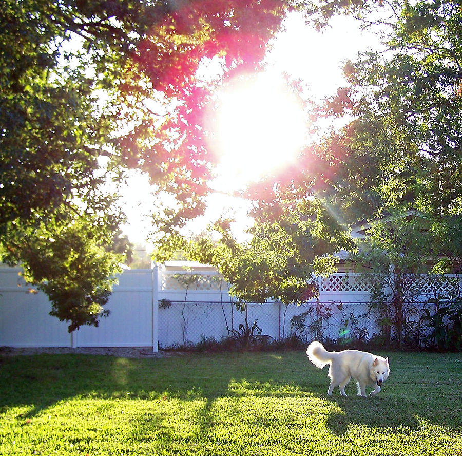 White Dog Photograph - Bear in the Afternoon Light by Patricia Clark Taylor