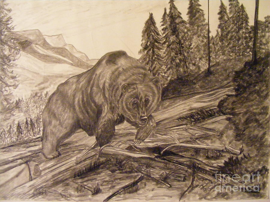 Bear in Woods Drawing by Mathew Caplan | Fine Art America