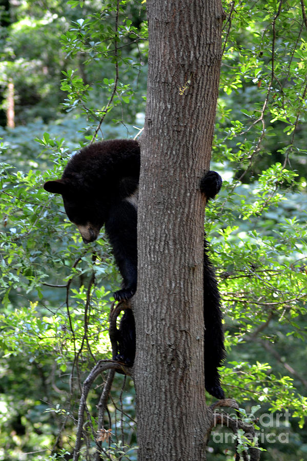 Bear Looking Down from Tree Photograph by Eva Thomas - Fine Art America