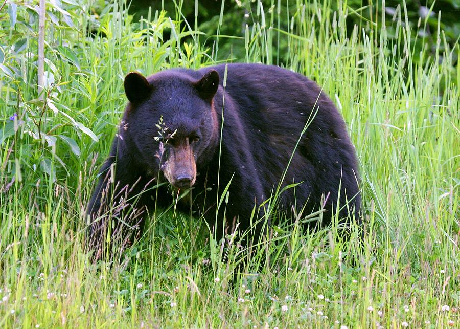 Bear on the Hillside Photograph by Myrna Bradshaw | Fine Art America