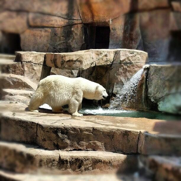 Landscape Photograph - #bear #polarbear #zoo #park #color by Bryan P