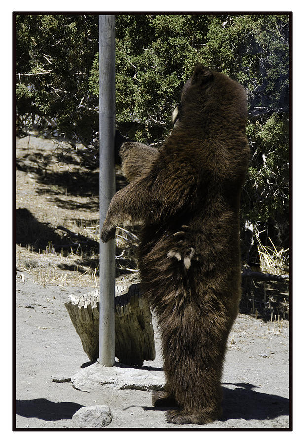 City Photograph - Bear Pole Dancing by LeeAnn McLaneGoetz McLaneGoetzStudioLLCcom