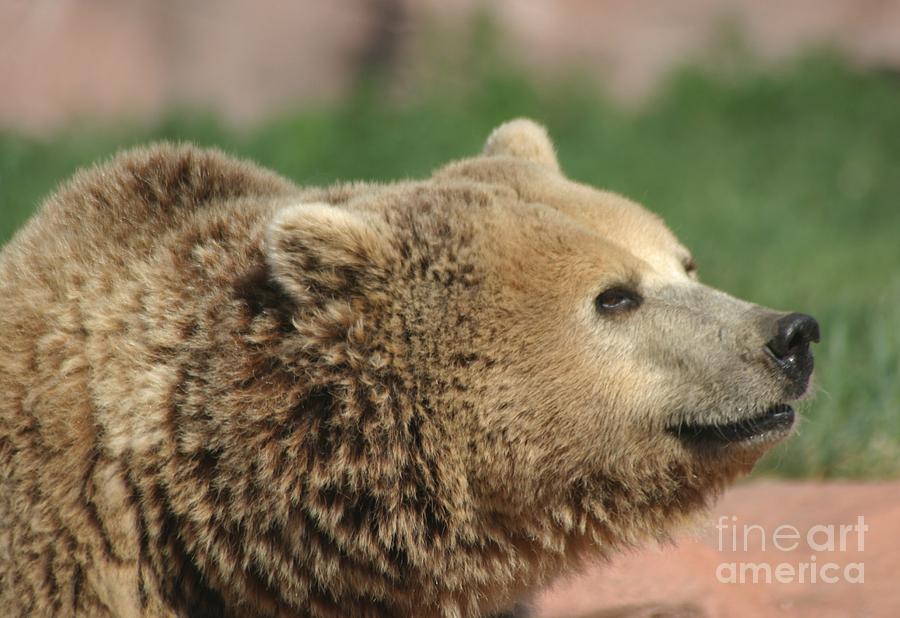 Wildlife Photograph - Bear Profile by Living Color Photography Lorraine Lynch