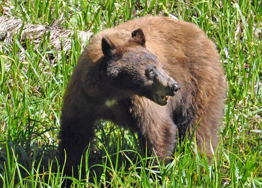 Bear Talk Photograph by Renee Kopache | Fine Art America