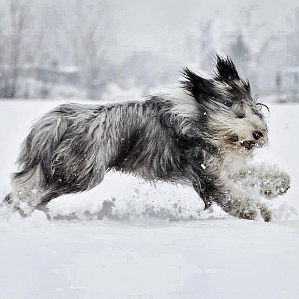 Bearded Collie Photograph by Pier Paolo Cristaldi