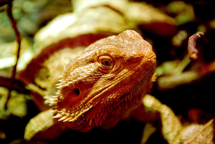 Bearded Dragon Photograph by Anthony Citro