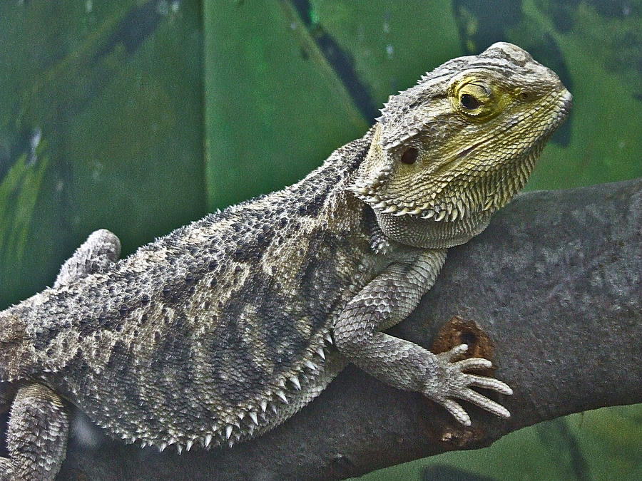 Bearded Dragon Photograph by Katie Mann - Fine Art America