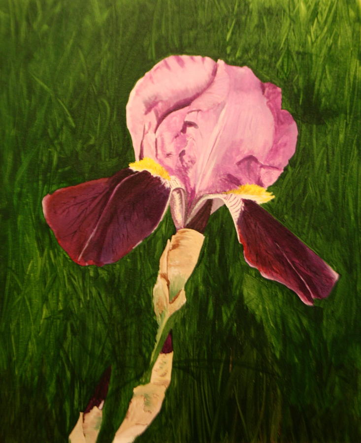 Bearded Iris Painting by Betty-Anne McDonald