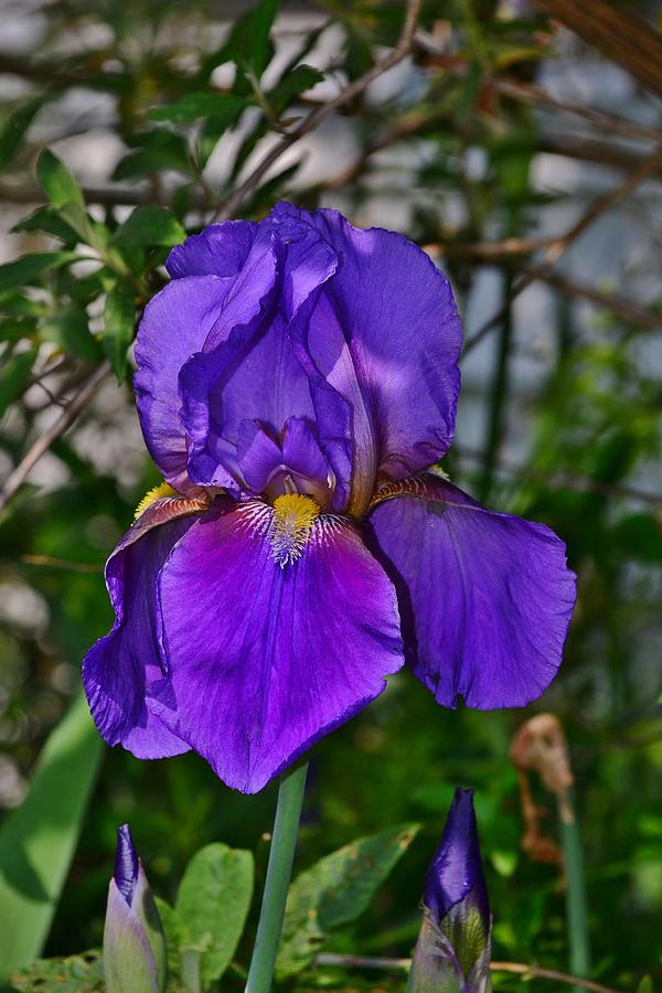 Bearded Iris Photograph by Marc Mesa - Fine Art America