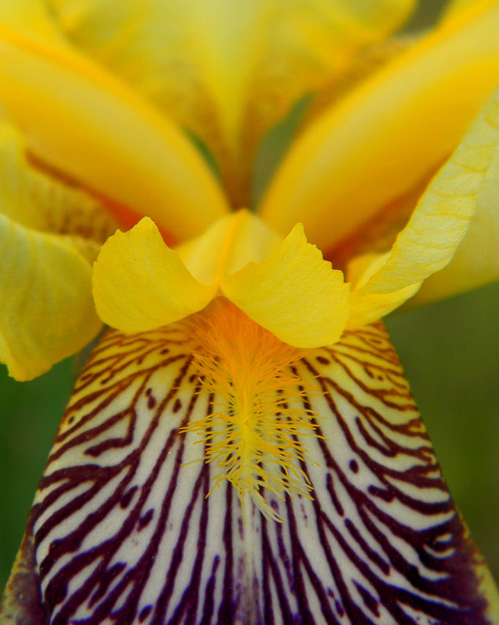 Bearded Iris Photograph by Mark J Seefeldt