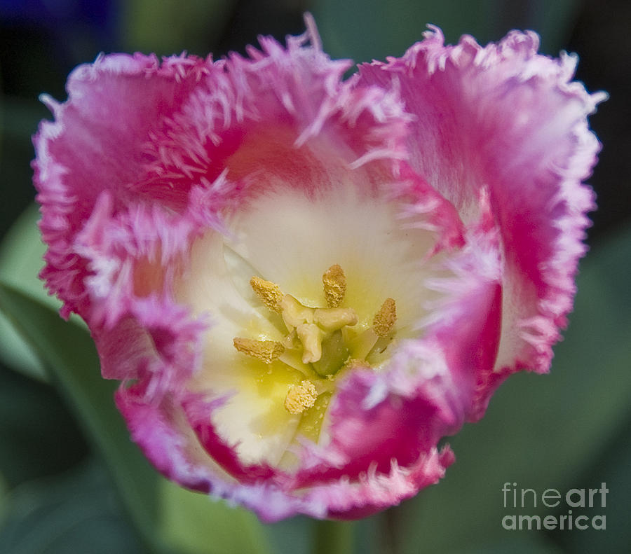 Bearded Pink Tulip Photograph by Tim Mulina