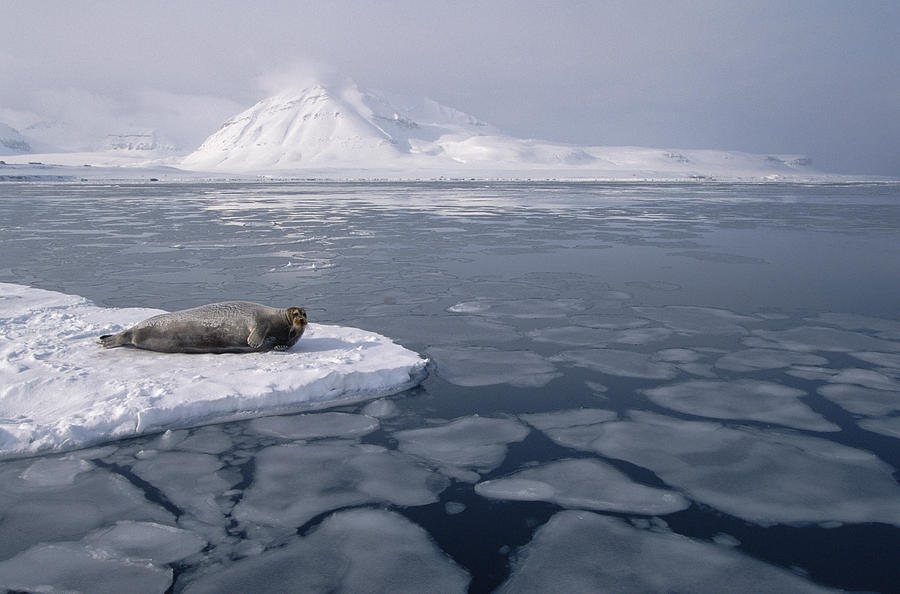 Bearded Seal On Ice Floe Norway Photograph by Flip Nicklin