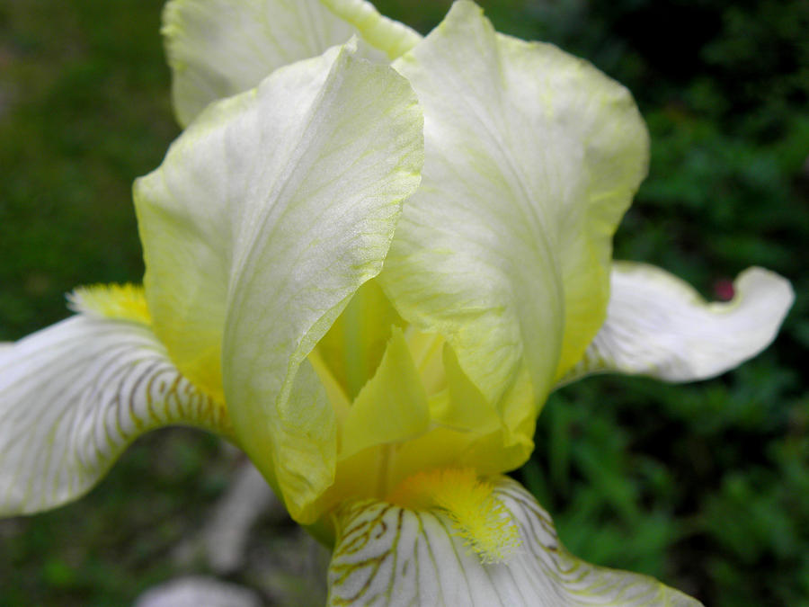 Bearded Yellow Iris Photograph by Kim Galluzzo Wozniak