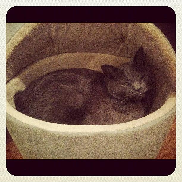 Bears New Heated Bed=happy Kitten! Photograph by Shelley Randles