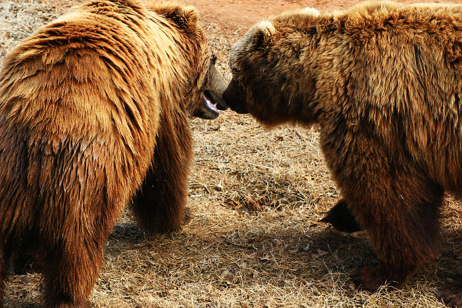 Bears who flirt Photograph by Toni Hopper